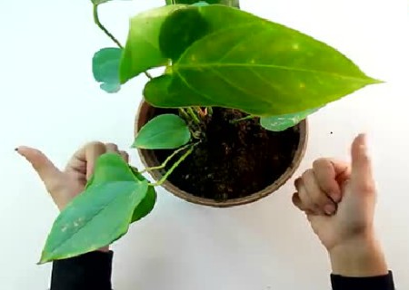 盆栽怎么移植5