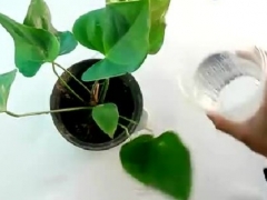 盆栽怎么移植