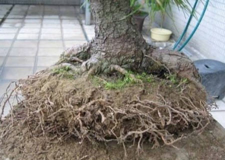 松树怎么移栽
