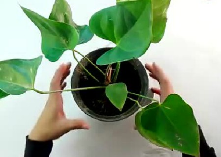 盆栽怎么移植2
