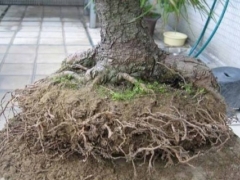 松树怎么移栽,松树的移栽方法技术