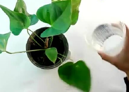 盆栽怎么移植1