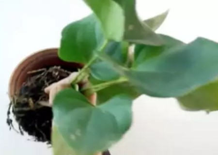 盆栽怎么移植4