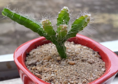 火龙果盆栽移植方法