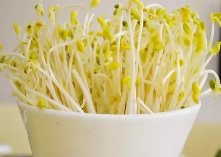 绿豆怎么种盆栽1