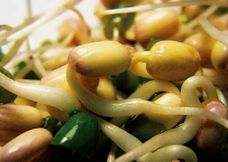 绿豆怎么种盆栽5