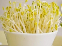 绿豆怎么种盆栽-自制绿豆小盆栽