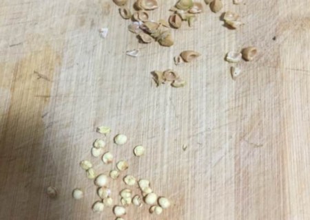樱桃籽盆栽教程2