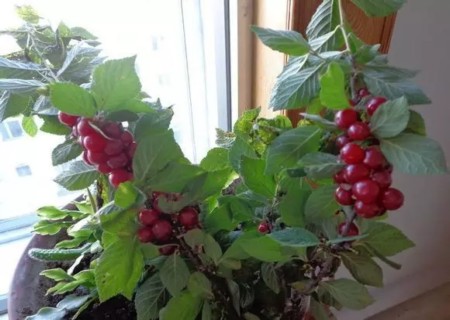 盆栽樱桃种植技术