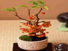 樱桃核怎么种出盆栽-樱桃籽盆栽教程