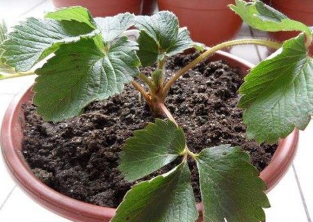 盆栽草莓移栽技术及管理