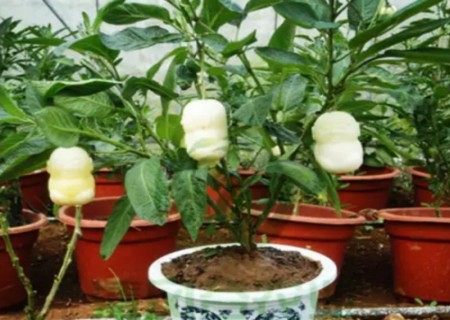盆栽人参果树种植技术1