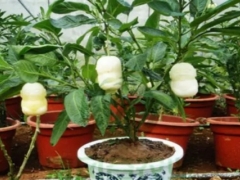 盆栽人参果树种植技术
