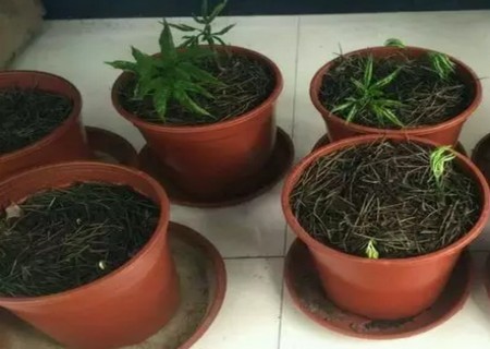 盆栽人参栽培技术4
