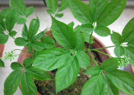 盆栽人参栽培技术