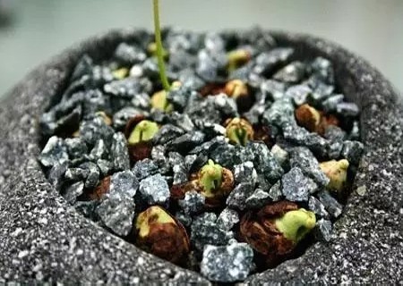 荔枝籽怎么种小盆栽8