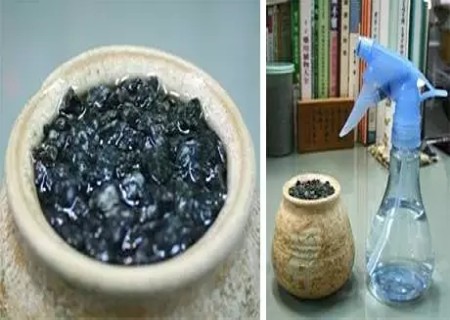 荔枝籽怎么种小盆栽7