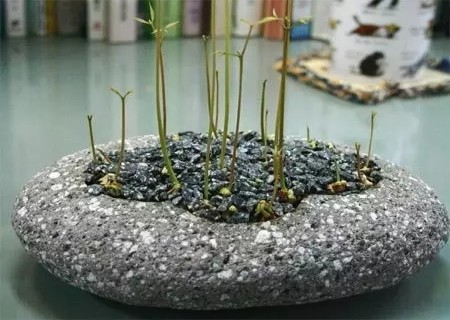 荔枝籽怎么种小盆栽9