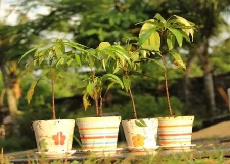 荔枝籽怎么种小盆栽1