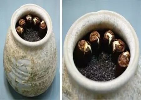 荔枝籽怎么种小盆栽5