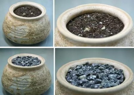 荔枝籽怎么种小盆栽6