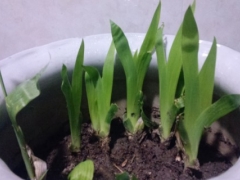 鸢尾花种植方法