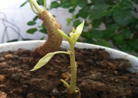 榴莲核怎么种出盆栽6