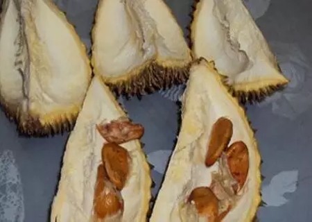 榴莲核怎么种出盆栽2