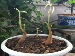 榴莲核怎么种出盆栽
