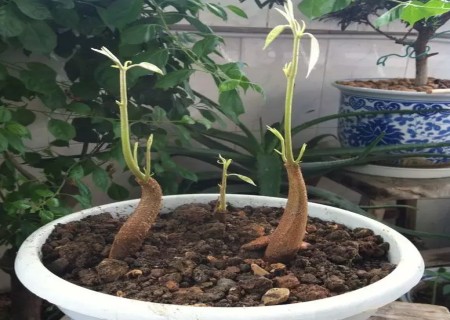 榴莲核怎么种出盆栽1