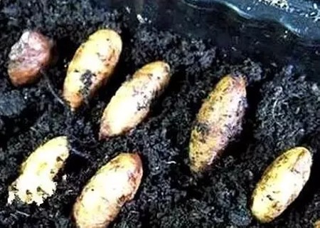 山竹盆栽种植方法3
