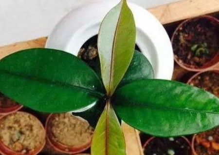 山竹盆栽种植方法4