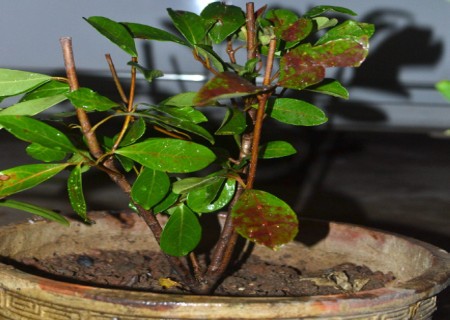 山竹盆栽种植方法1