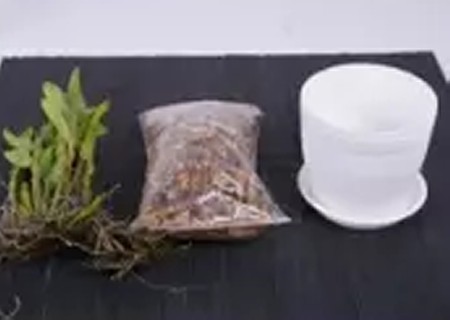 水培石斛种植方法2