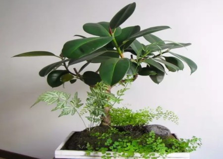 盆栽橡皮树的种植方法