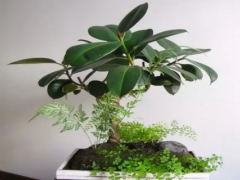 盆栽橡皮树的种植方法