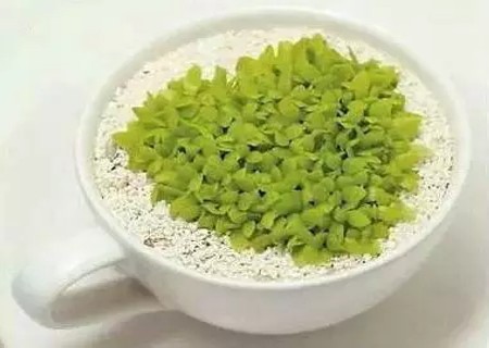 火龙果盆栽怎么种