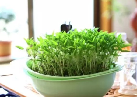 绿豆盆栽种植方法
