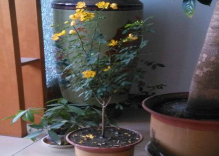盆栽黄花槐种植技术