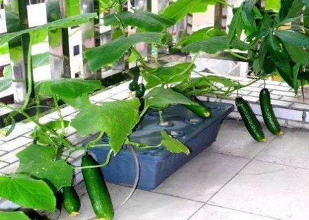 盆栽水果黄瓜种植技术