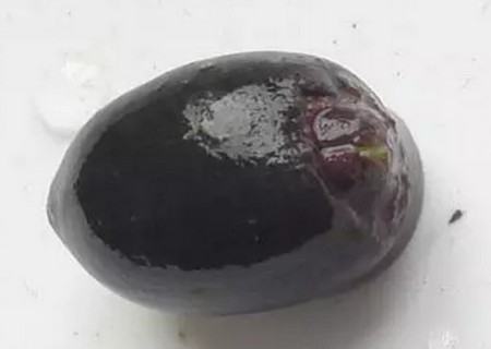 阳台盆栽小黄瓜种植技术方法