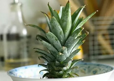 菠萝头水培步骤3