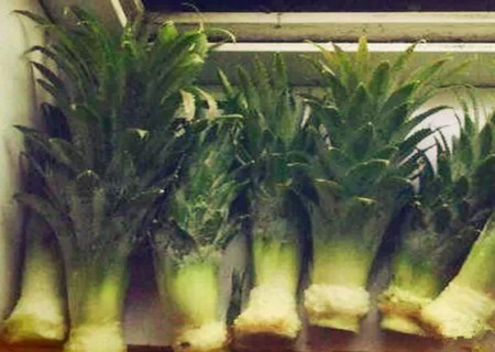 菠萝头水培步骤2