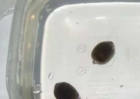 盆栽碗莲的种植方法带图4
