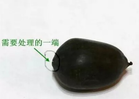 盆栽碗莲的种植方法带图2