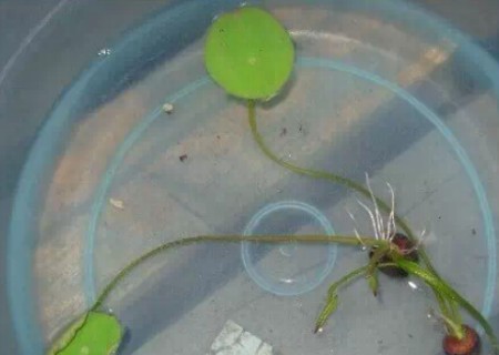 盆栽碗莲的种植方法带图5