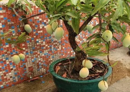 芒果盆栽