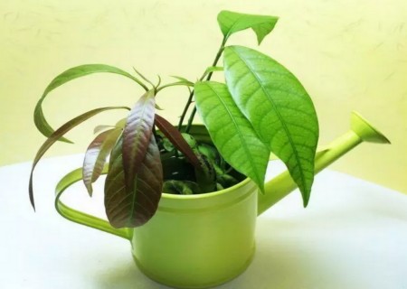芒果籽怎么种小盆栽