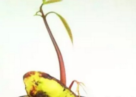 芒果籽怎么种小盆栽6