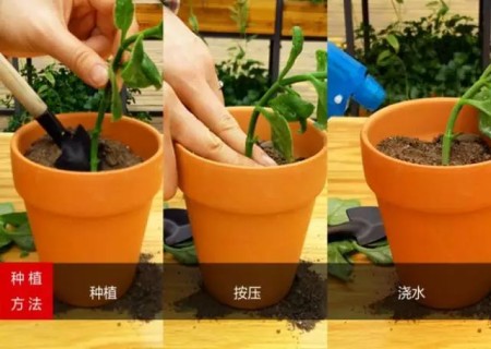 牡丹吊兰怎么种植3